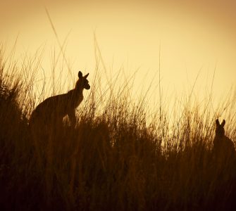 Australian Kangaroo's silhouetted at sunset in the wild