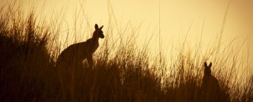 Australian Kangaroo's silhouetted at sunset in the wild