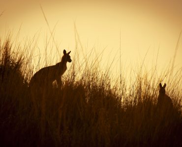 Australian Kangaroo's silhouetted at sunset in the wild