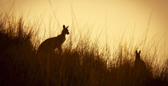 Australian Kangaroo's silhouetted at sunset in the wild