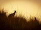 Australian Kangaroo's silhouetted at sunset in the wild