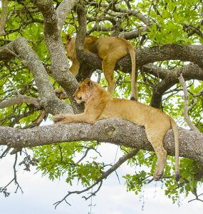 African lions sleeping in a tree a hot day in Serengeti, Tanzania. Wild lion pride.