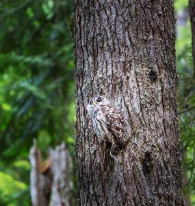 Wild owl on the tree in summer forest, Oregon, USA