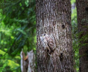 Wild owl on the tree in summer forest, Oregon, USA