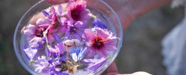plant tinctures with flower for alternative medicine