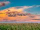 Summer Sunset Evening Clouds Above Countryside Rural Cornfield Landscape. Scenic Dramatic Sky Above Corn Field.